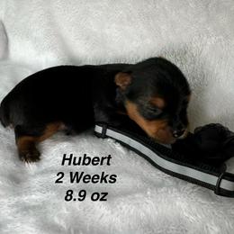 Hubert - Black and tan male Yorkshire Terrier puppy in Ashland, Kentucky from Yorkie Paw