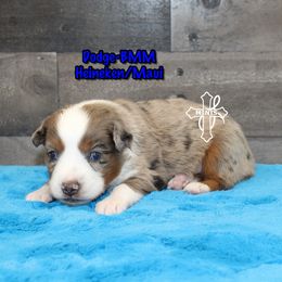 Dodge - Blue merle male Miniature American Shepherd puppy in Elgin, Oregon from Cross L Miniature American Shepherds