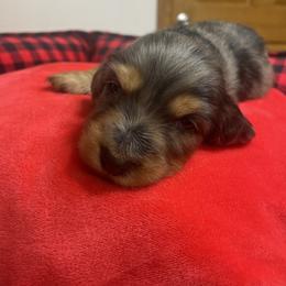 Dachshund Puppies from KW’s Doxies