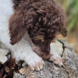 Quartz (Reserved- Atlas) - Phantom male Poodle puppy in Pinedale, Wyoming from S.R.S. Poodles