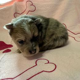 Girl 2 - Chocolate merle female Pomeranian puppy in Decatur, Iowa from Lisa Greenhalgh