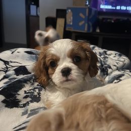 Cavalier King Charles Spaniel Puppies from Buck Creek