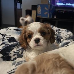 Cavalier King Charles Spaniel Puppies from Buck Creek
