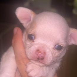 Joker - Fawn male Chihuahua puppy in New Castle, Delaware from Sasha’s Elite Kennel LLC
