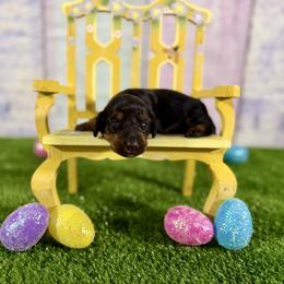 Siena - Black and tan female Dachshund puppy in Westport, Kentucky from Lonestar Creek Farm