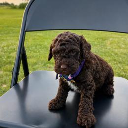Sage - Chocolate male Goldendoodle puppy in Camden, North Carolina from Oopsie Doodles of NC