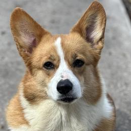Pembroke Welsh Corgis from Black Tie Corgis