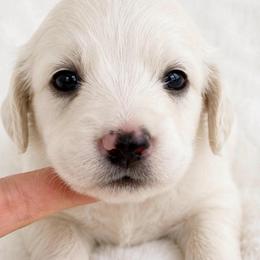 Ee cream boy - Cream male Dachshund puppy in Mineral Wells, Texas from Chilidog Dachshunds