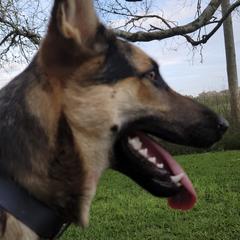 German Shepherds from NW Florida Shepherds