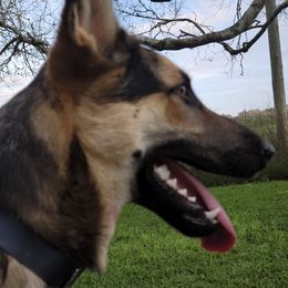 German Shepherds from NW Florida Shepherds