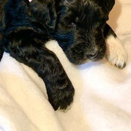 Aussiedoodle Puppies from Valley Doodles