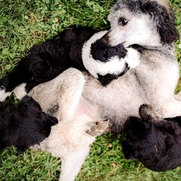 Sheepadoodle Puppies from Life Unleashed Farm
