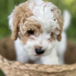 Gray Collar (Ash) - White male Cavapoo puppy in Englewood, Ohio from Hart’s Cavapoos