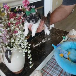 Tiny Aladdin - Tricolor male Shih Tzu puppy in Manteca, California from Beauty's Shih Tzu (California)