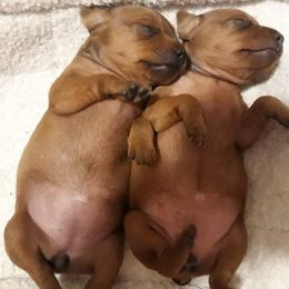 Miniature Pinscher Puppies from Shadowmist Miniature Pinschers