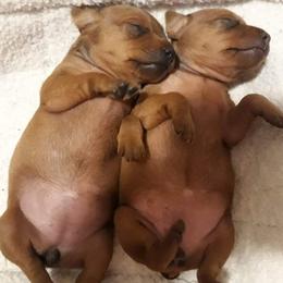 Miniature Pinscher Puppies from Shadowmist Miniature Pinschers