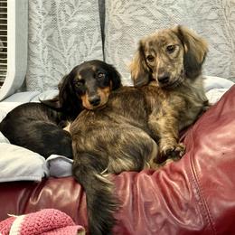 Ivy - Dachshund