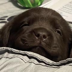 Labrador Retriever Puppies from Rustic Ridge Labradors