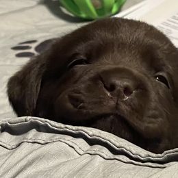 Labrador Retriever Puppies from Rustic Ridge Labradors