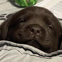 Labrador Retriever Puppies from Rustic Ridge Labradors