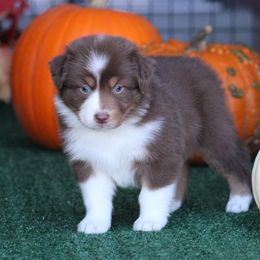 Clove - Red tri-color female Australian Shepherd puppy in Circleville, Utah from Canyon Creek Aussies