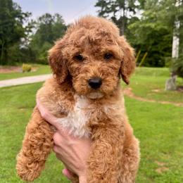 Rocket - Red  male Goldendoodle puppy in Gastonia, North Carolina from Crowders Creek Doodles