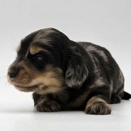 Ricky - Dapple male Dachshund puppy in Zebulon, North Carolina from Salt of the Earth Dachshunds