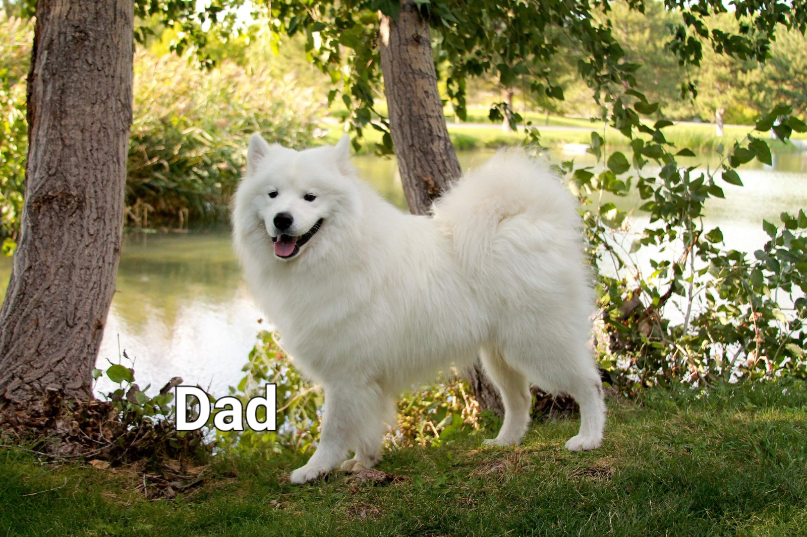 Sully - Samoyed