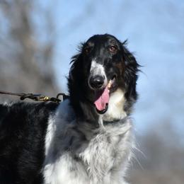 Borzoi puppies from Kaos Kennel