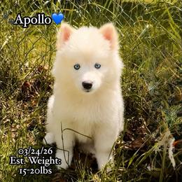 Apollo - White male Pomsky puppy in Lincoln, Nebraska from Blue Heaven Pomsky