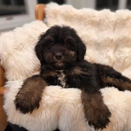 Taffy - Phantom female Bernedoodle puppy in North Royalton, Ohio from Johnson's Doodles