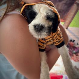 Cinderella - Black and white female Portuguese Water Dog puppy in Talladega, Alabama from Boardwalk Water Dogs