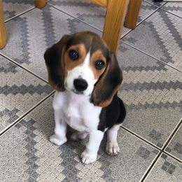 Laura - Black red and white female Beagle puppy in Texas, Texas from Beagles For Home