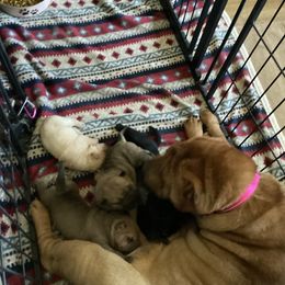 Chinese Shar-Pei Puppies from Dragons Shar-Pei