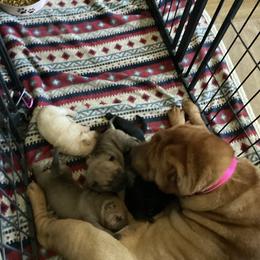Chinese Shar-Pei Puppies from Dragons Shar-Pei