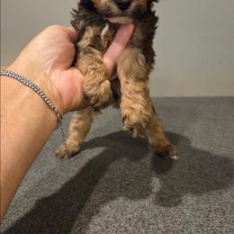 Autumn - Black & tan tri-color female Maltipoo puppy in Everett, Washington from Meadows Ranch