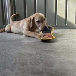 Labrador Retriever Puppies from Valley Creek Dog Boarding and Training