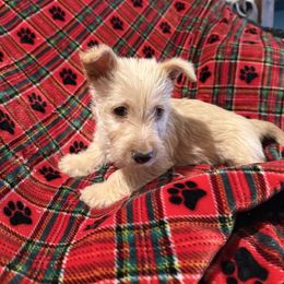 Winston - Wheaten male Scottish Terrier puppy in San Diego (Jamul), California from Lee Valley Scotties