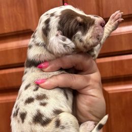 Paulie - Harlequin male Great Dane puppy in Florida from Beachside Kennels