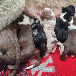 "Cali X Brisby litter 9/11/22" Bordoodle Puppies from Brisby Bordoodles