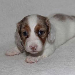 Quimby (3500) - Dapple female Dachshund puppy in Sonora, Kentucky from Maple Hill Miniature Dachshunds