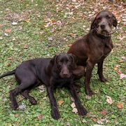 Pudelpointers from Packmaster GunDogs