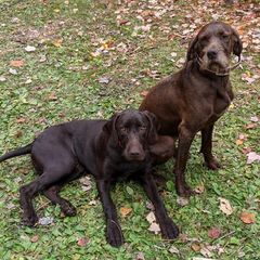 Pudelpointers from Packmaster GunDogs