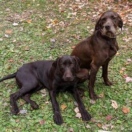 Pudelpointers from Packmaster GunDogs