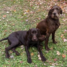 Pudelpointers from Packmaster GunDogs
