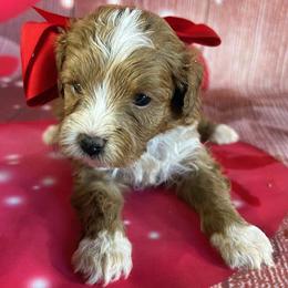 Red Collar - male Cavapoochon puppy in Waterford, California from Windy Hill Doodles