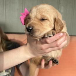 Magenta Collar - Female 5 - Light golden female Golden Retriever puppy in Bonanza, Oregon from Gold 'N Dust Ranch