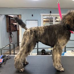 Poodle Puppies from Mount Mazama Kennels