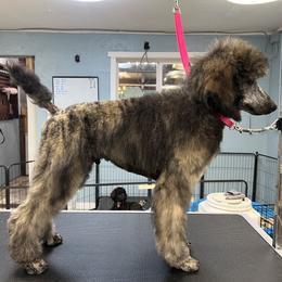 Poodle Puppies from Mount Mazama Kennels