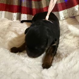Opal - Black and red female German Shepherd puppy in Hillsboro, Indiana from Salty Raccoon Ranch German Shepherds